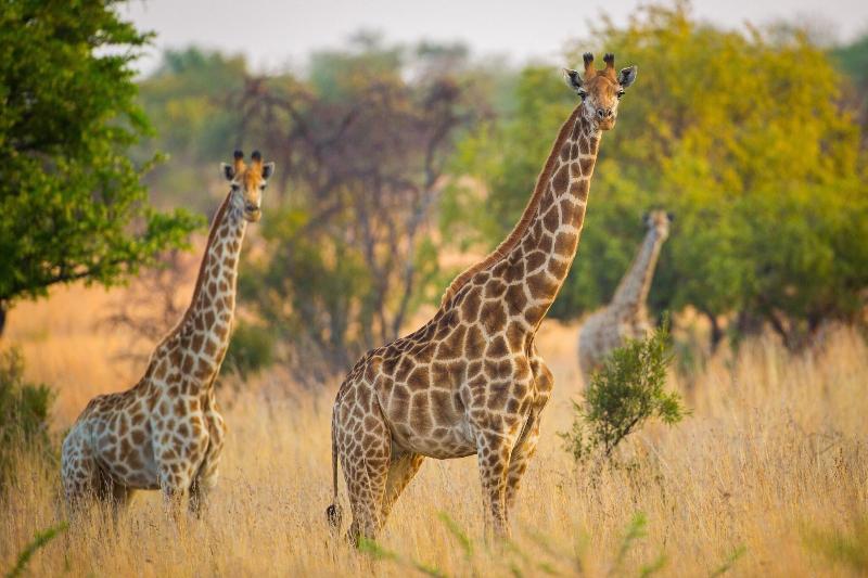 Askari Game Lodge and Spa image