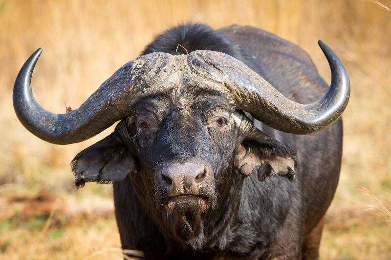 Askari Game Lodge and Spa image