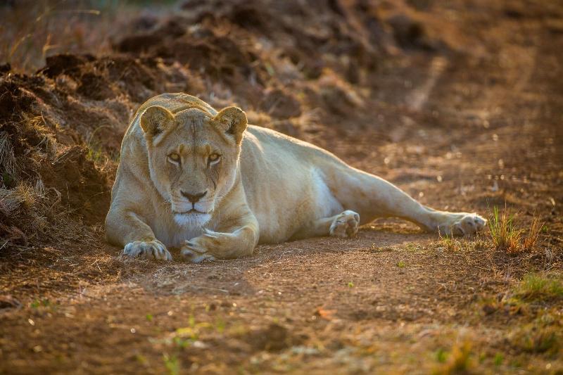 Askari Game Lodge and Spa image