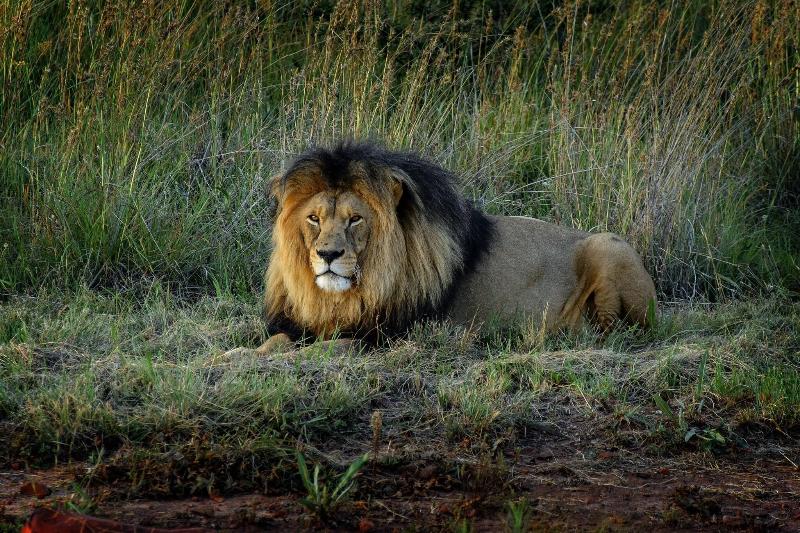 Askari Game Lodge and Spa image
