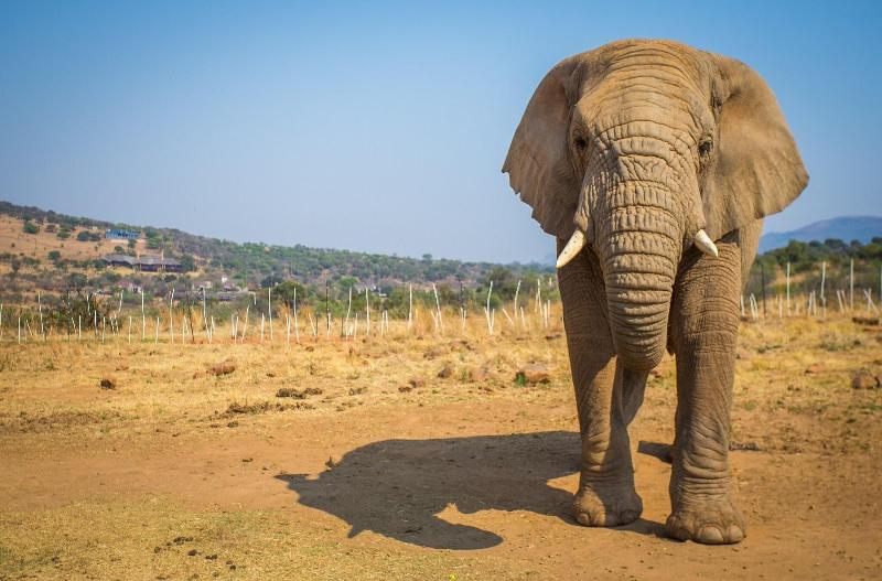 Askari Game Lodge and Spa image