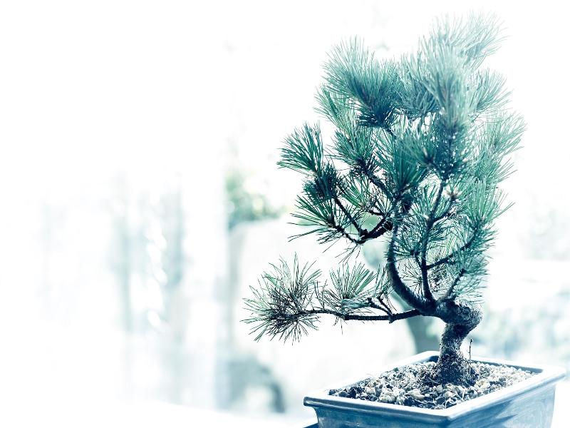 The Ritz-Carlton, Kyoto image