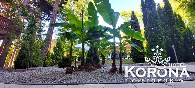Korona image