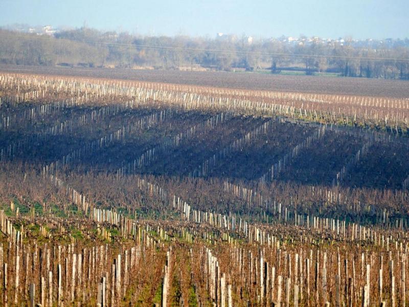 Chateau Marojallia image