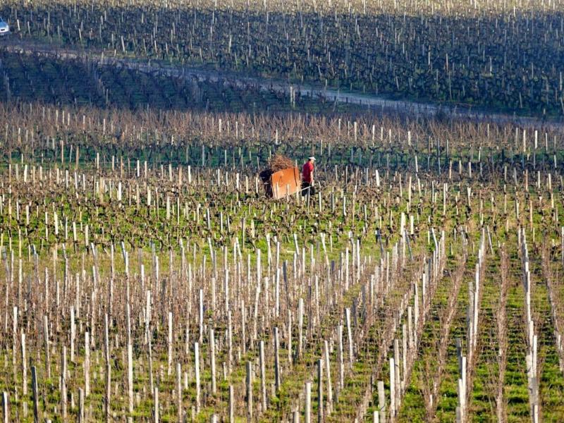 Chateau Marojallia image