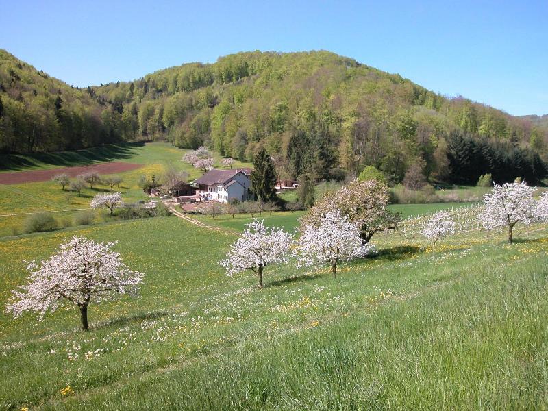 Hotel Bienenberg image