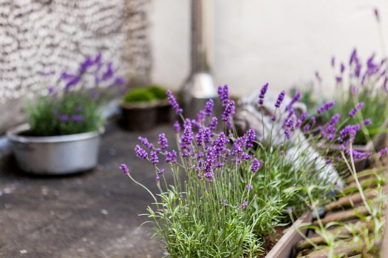 Malecot Boutique Hotel image