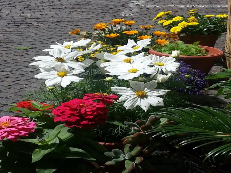 Jasmin image