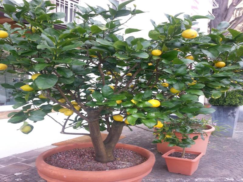 Jasmin image