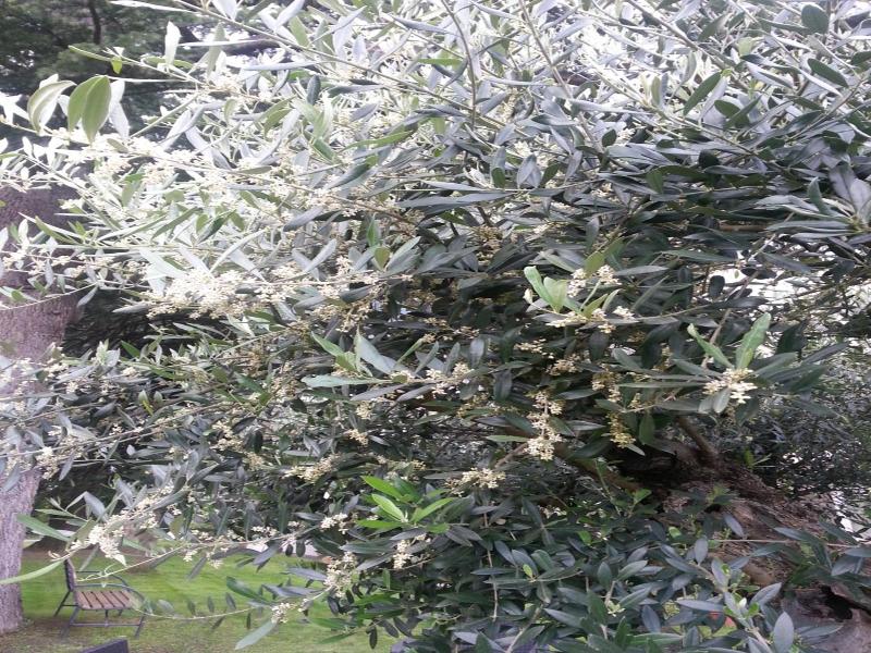 Jasmin image