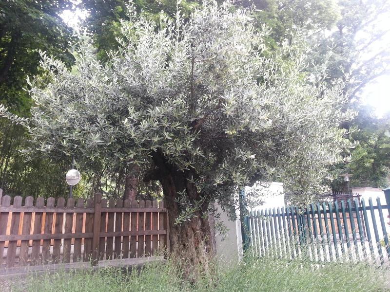 Jasmin image