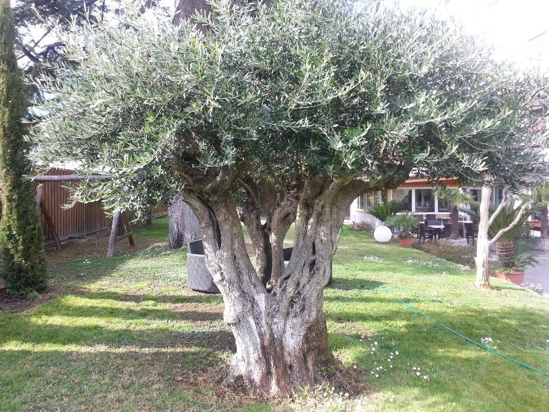 Jasmin image