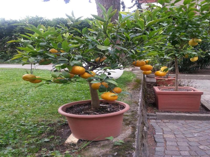 Jasmin image