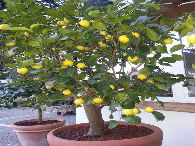 Jasmin image