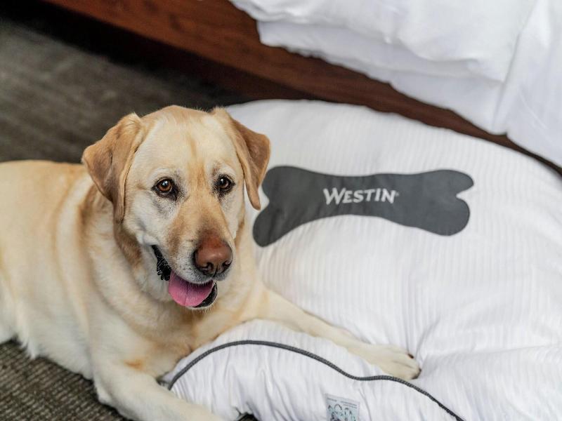 The Westin Charlotte image