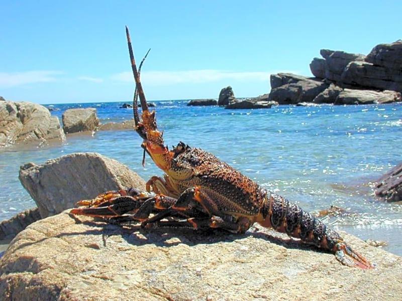 Lamberts Bay Hotel image