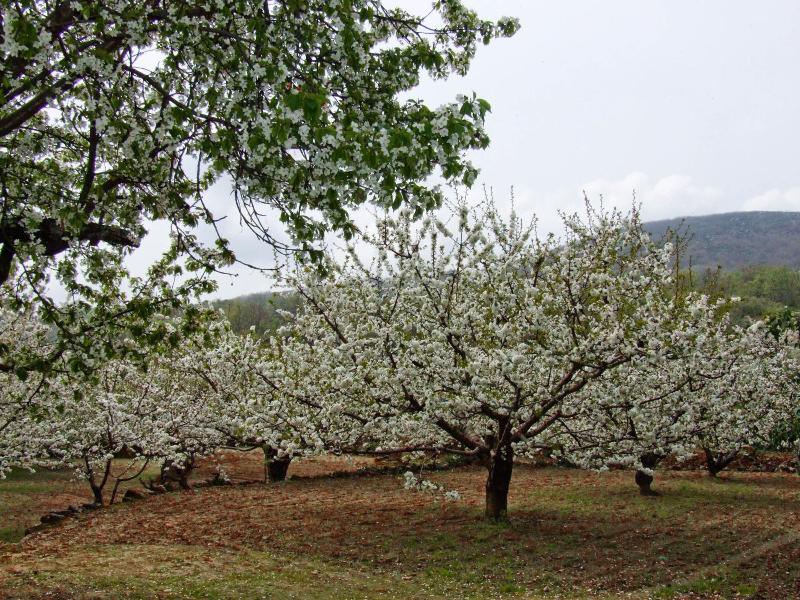 Rural Carlos I image