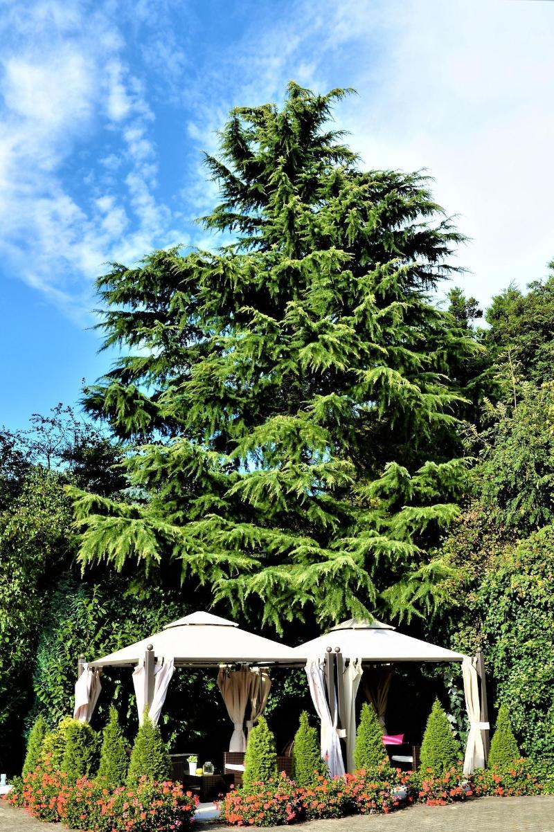 Ascot image