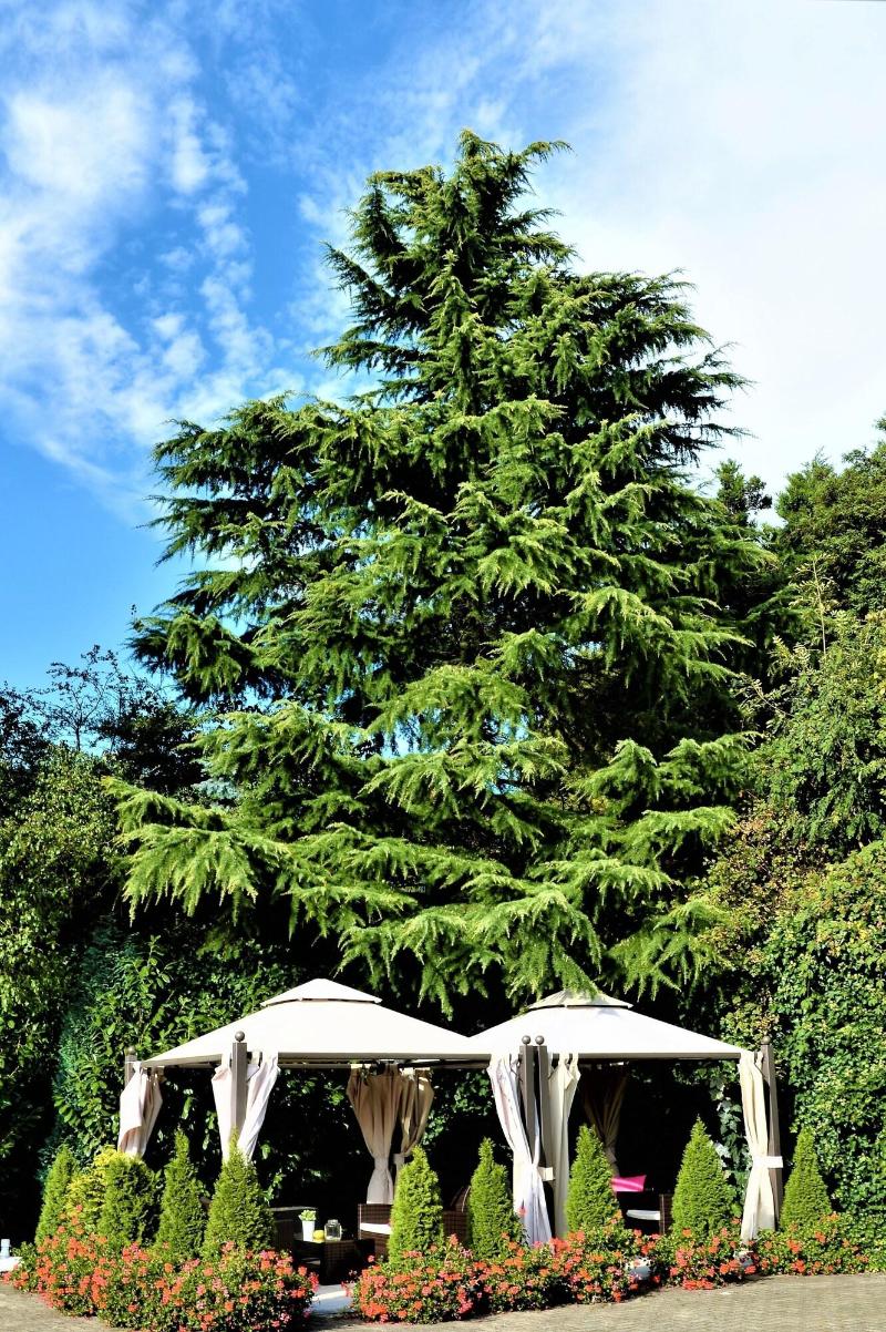 Ascot image