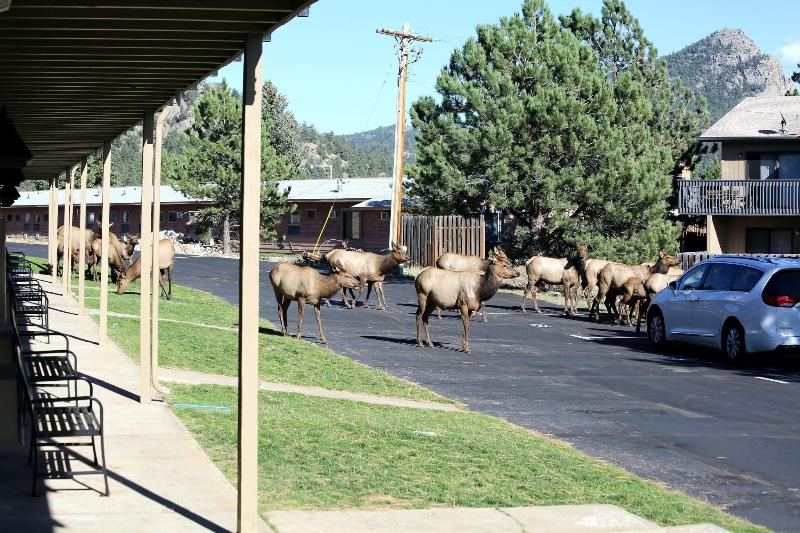 Quality Inn near Rocky Mountain National Park image