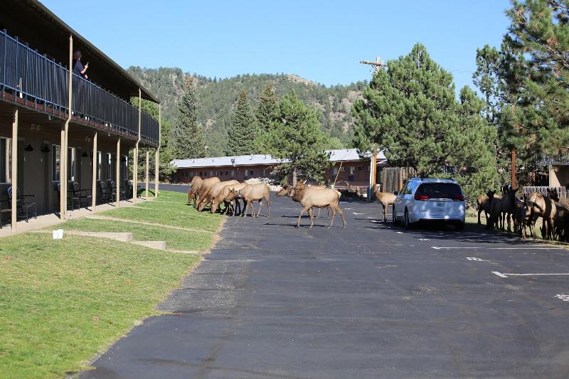 Quality Inn near Rocky Mountain National Park image