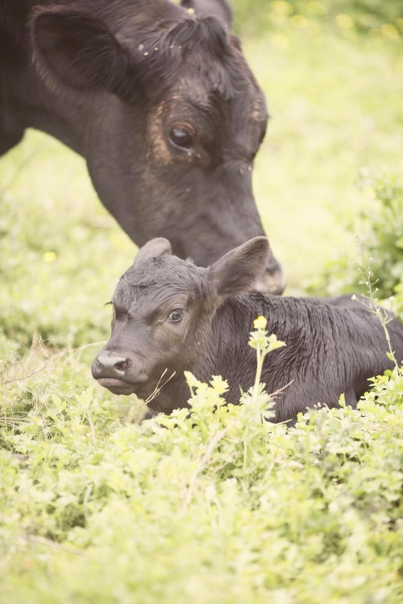 Seventy-four Ranch image