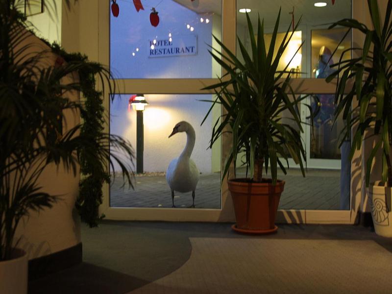 Seehotel Luisenhof image