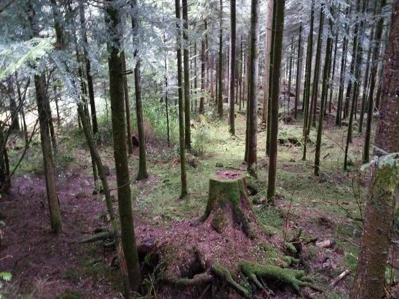 Wellnesshotel Basler Hof am Schlosswald image