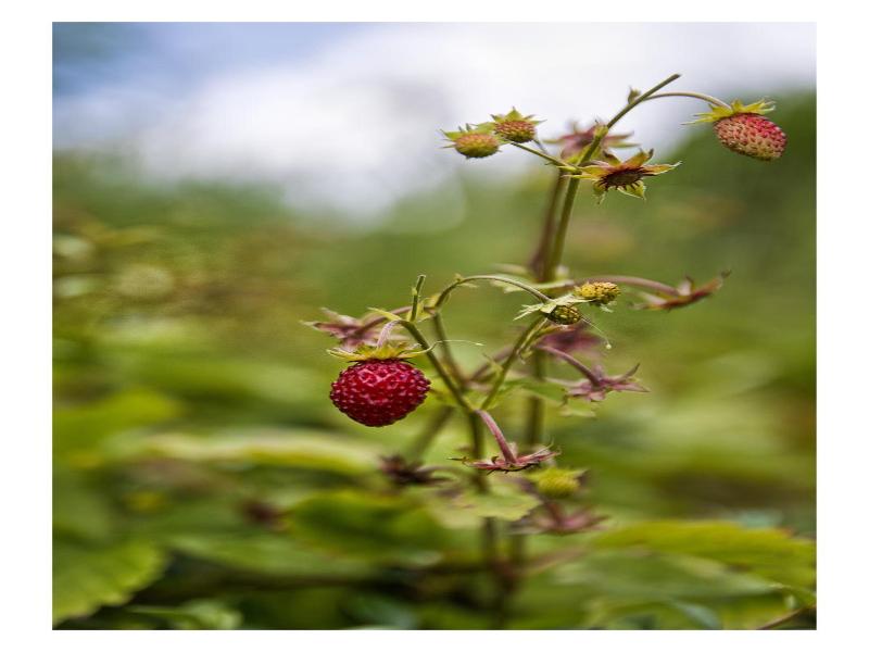 Wellnesshotel Basler Hof am Schlosswald image