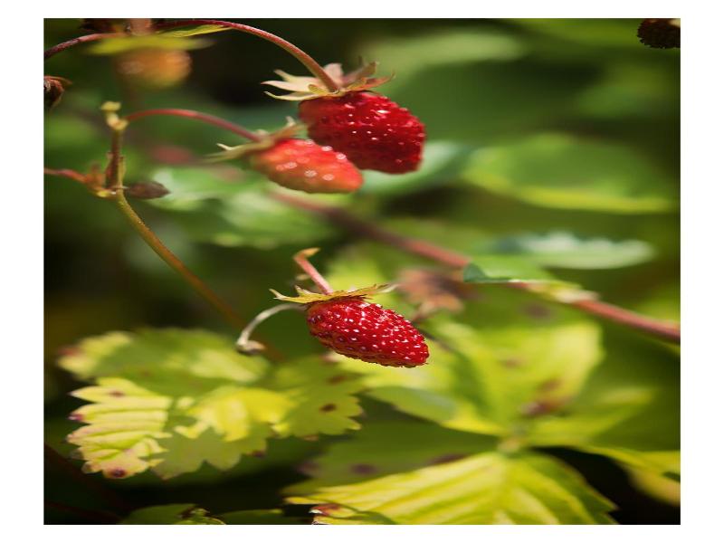 Wellnesshotel Basler Hof am Schlosswald image