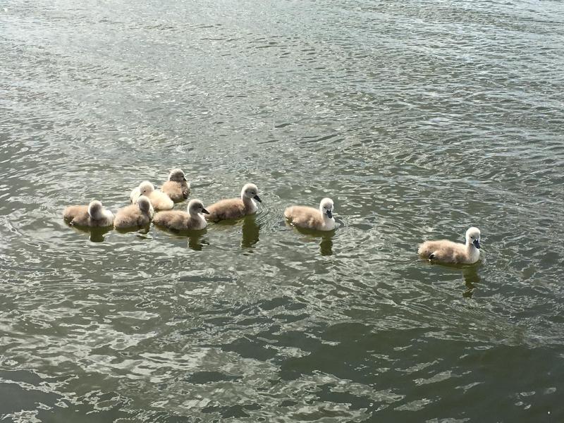Am Müritz-Nationalpark image