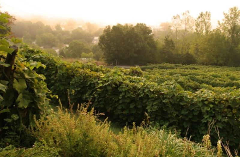 Hermann Hill Vineyard & Inn image