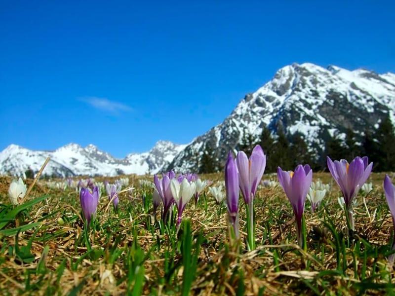 Alpensonne image