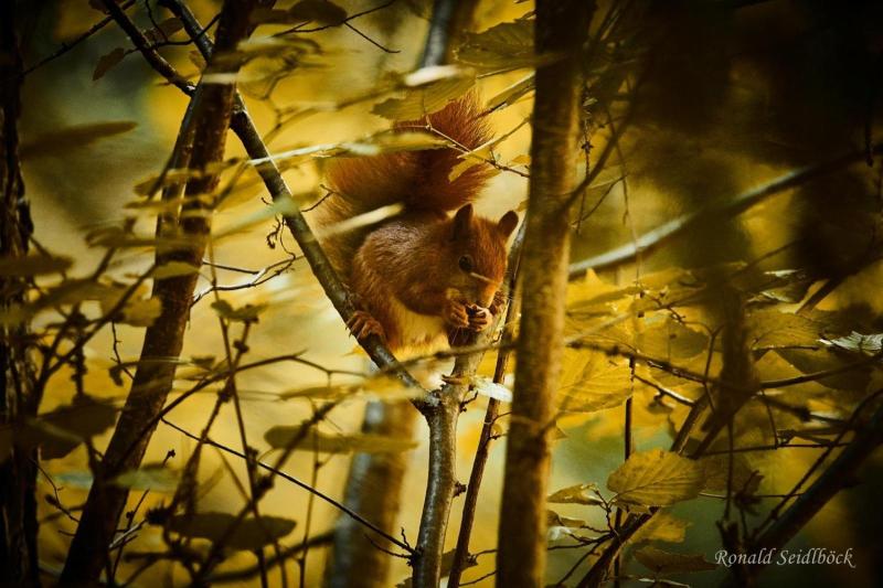Bruggner Stubn image