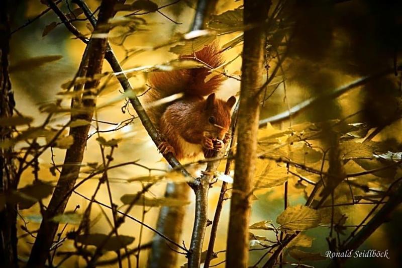Bruggner Stubn image