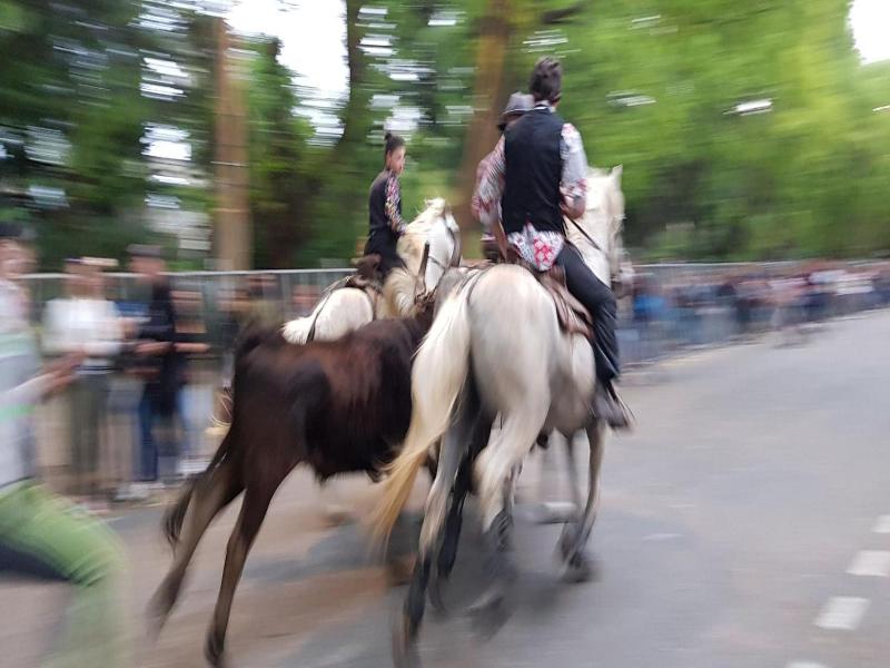 Le Cheval Blanc image