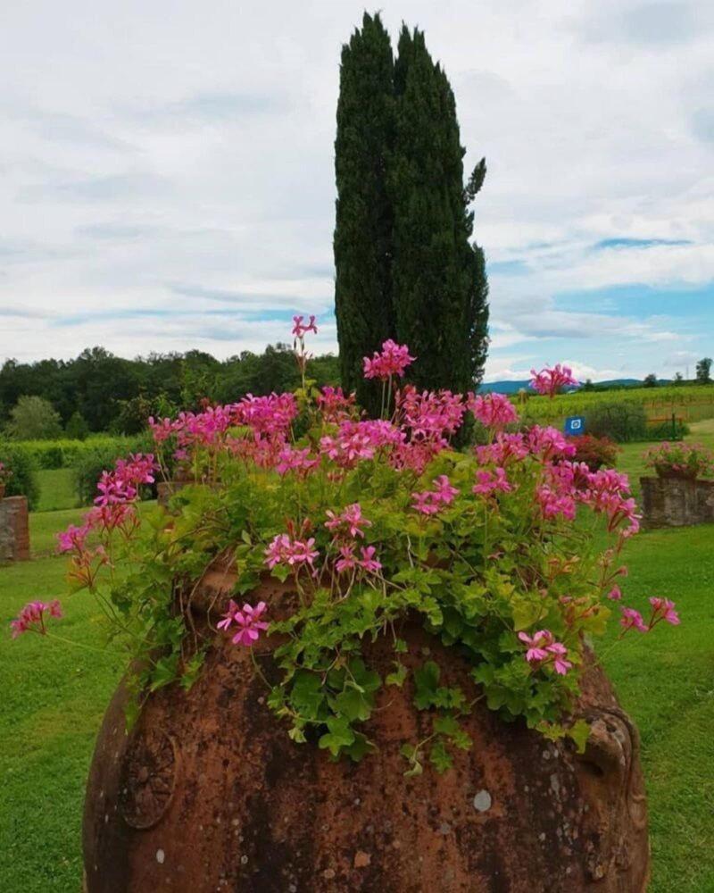 Azienda Il Sole Verde image