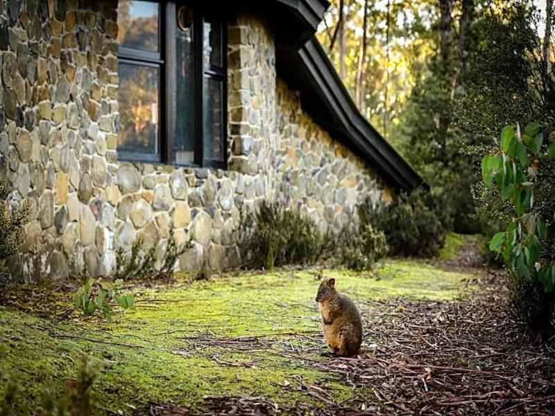 Discovery Parks - Cradle Mountain image