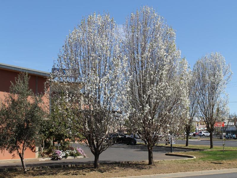 Forbes Victoria Inn image
