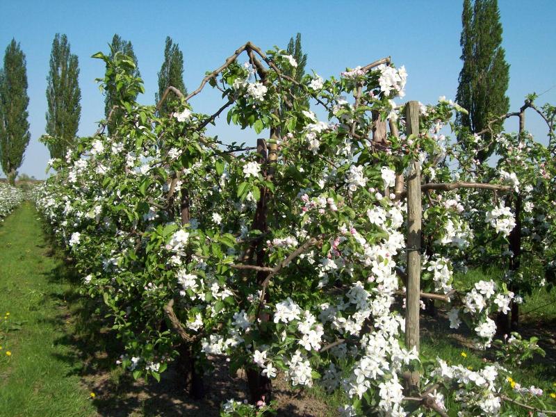 Bundts Gartenrestaurant image