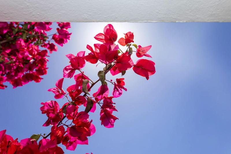 Manolita image