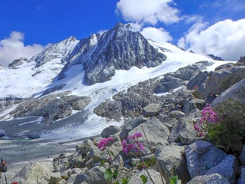 Flora Alpina image