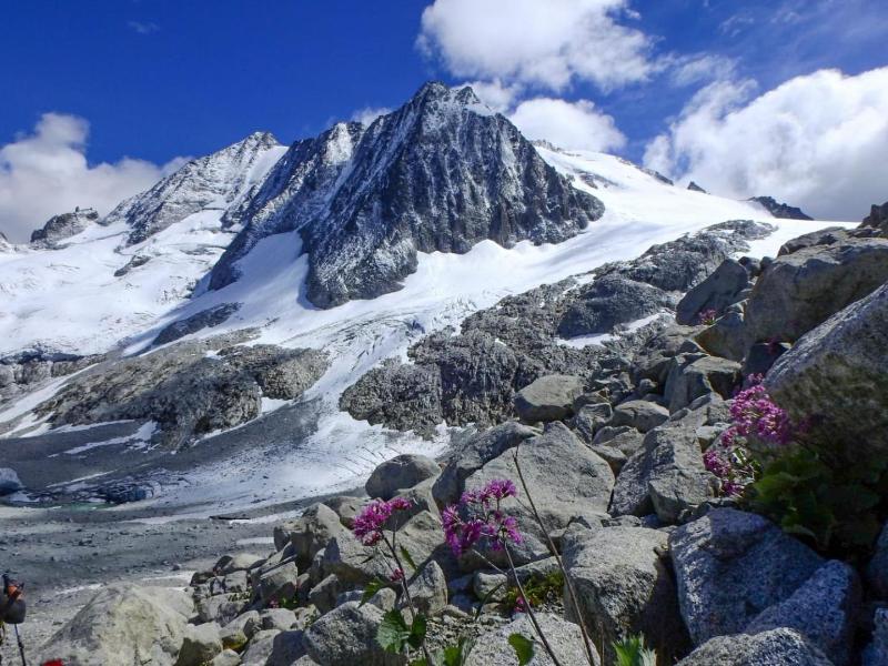 Flora Alpina image