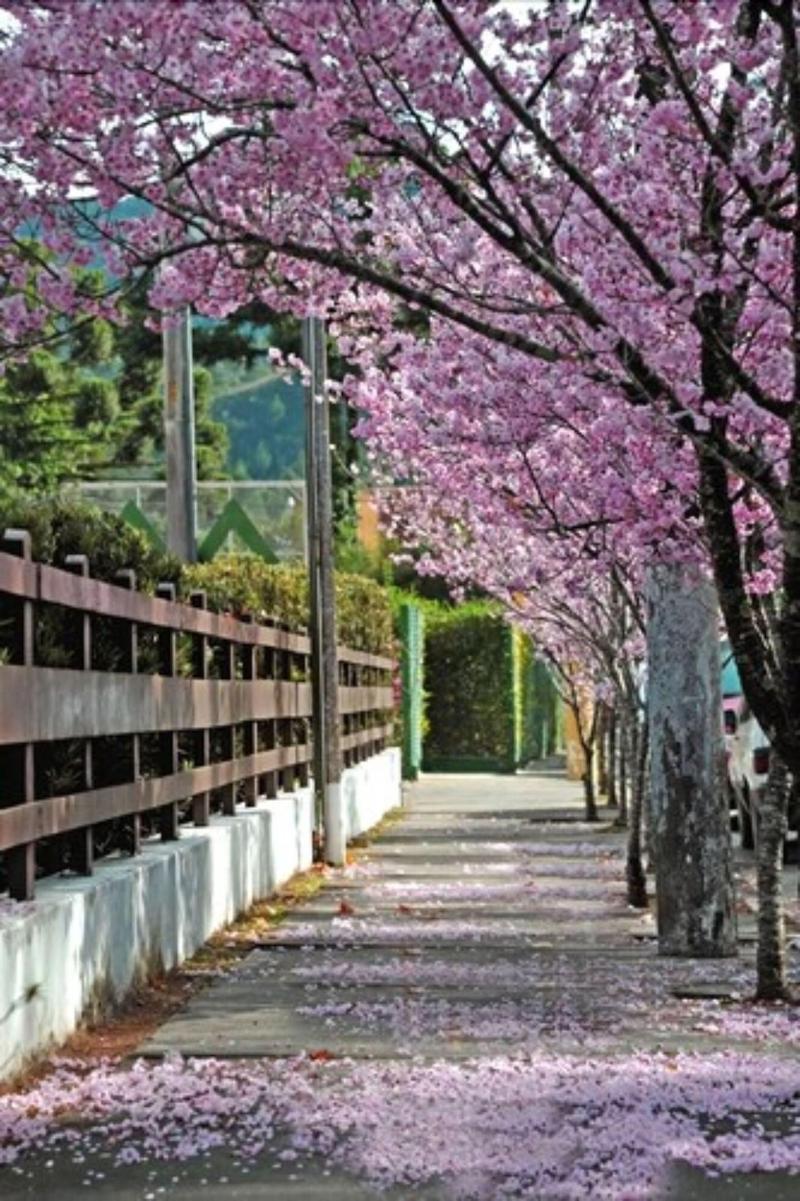 Matsubara image