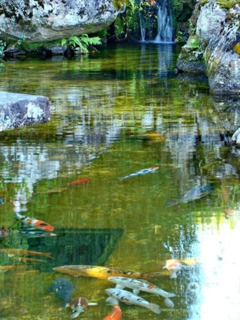 Matsubara image