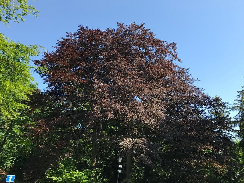 Palac Paulinum image
