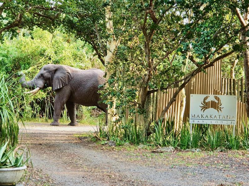 Makakatana Bay Lodge