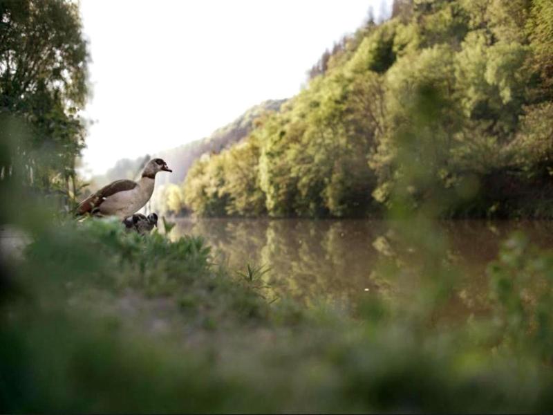 Haus am Fluss image