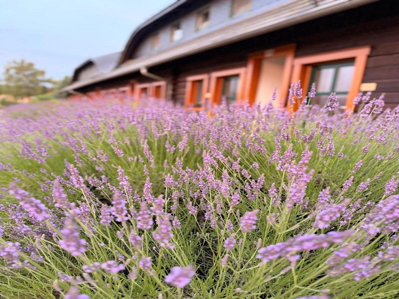 Seehotel Burg image