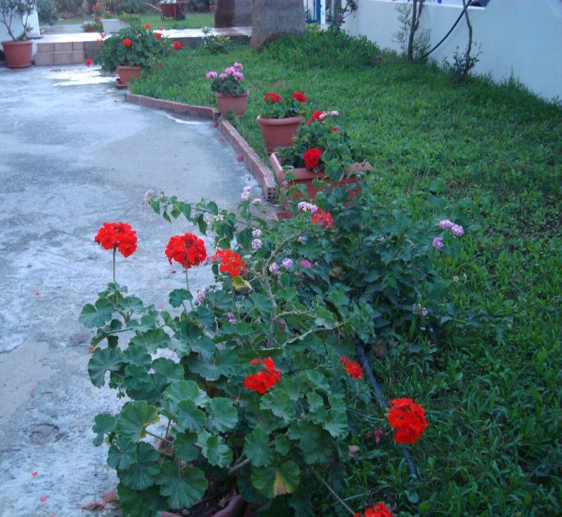 Philippos Studios & Apartments image